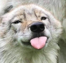 VertVEVO's avatar