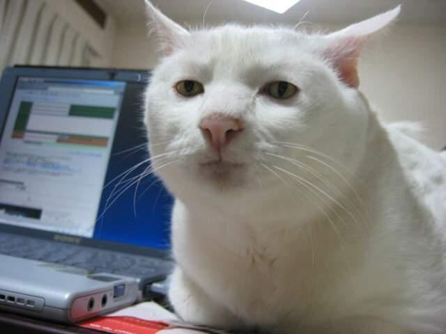 SeriousCat's avatar
