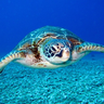 OceanResident's avatar