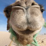 CAMEL85's avatar