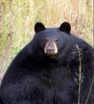 alsapbax's avatar