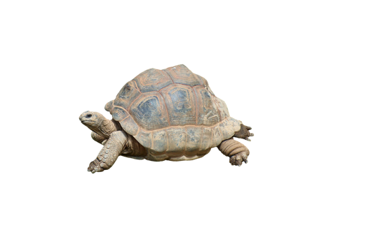 The Tortoise's avatar