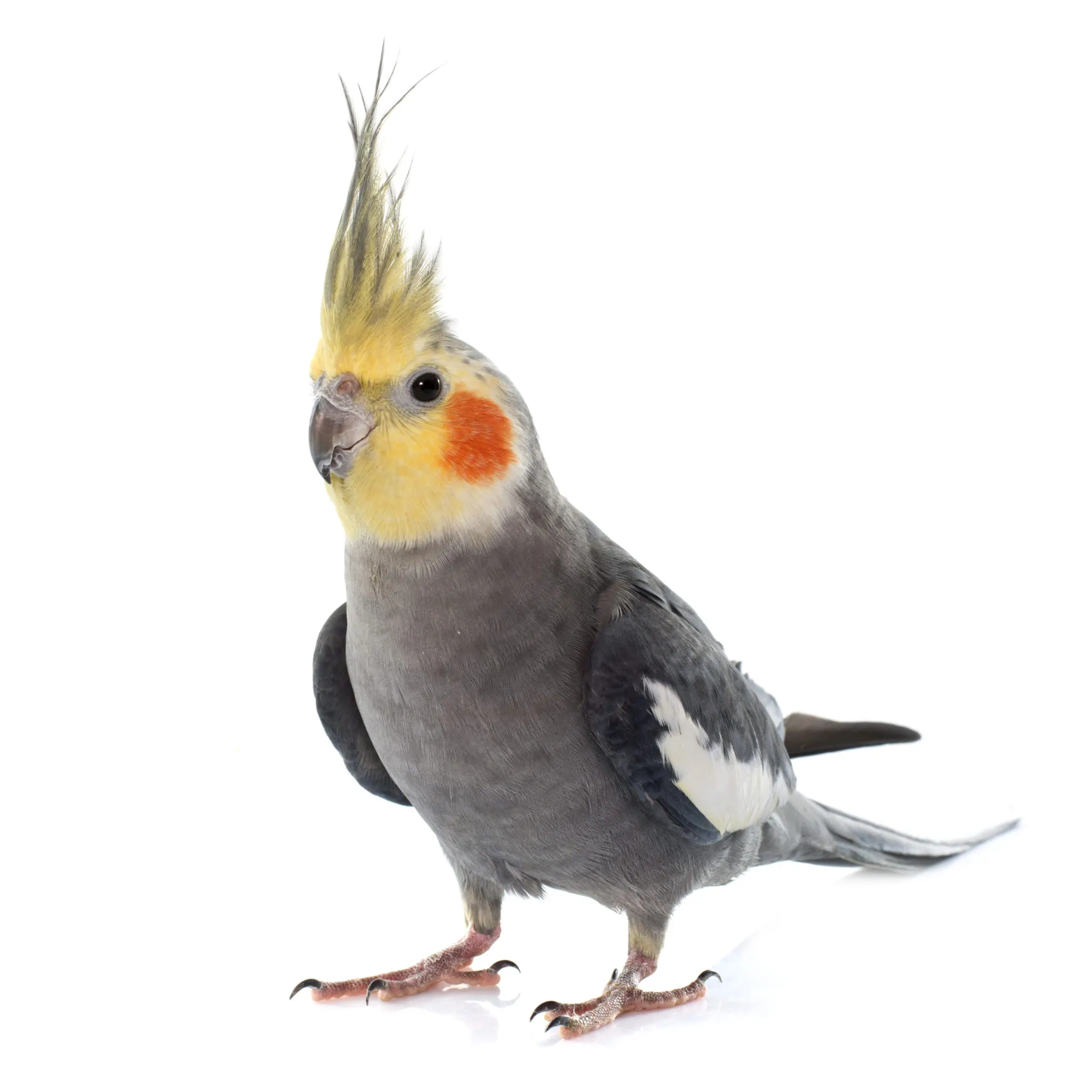 Unity's avatar