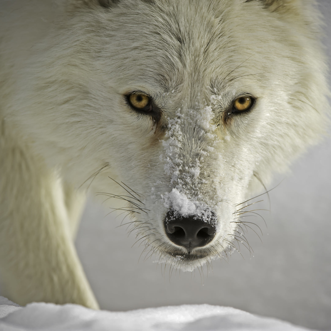 WhiteWolf_Dave's avatar