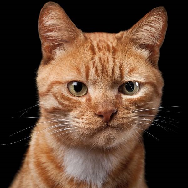 Peeratblk's avatar