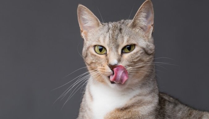 besheniy's avatar