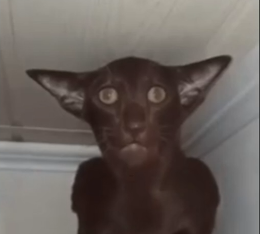 Avessalomoff's avatar