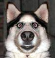 Skutt00's avatar